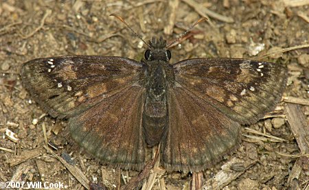 Wild Indigo Duskywing (Erynnis baptisiae)