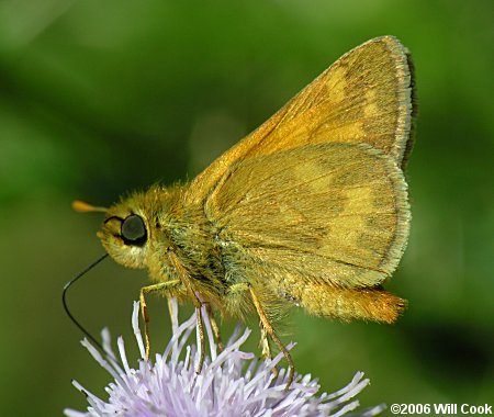 Woodland Skipper (Ochlodes sylvanoides)