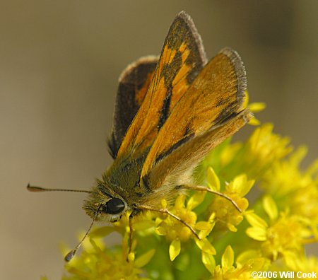 Woodland Skipper (Ochlodes sylvanoides)