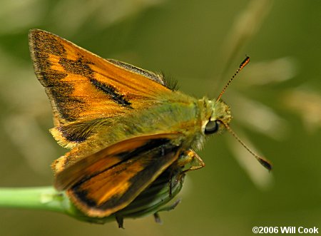 Woodland Skipper (Ochlodes sylvanoides)