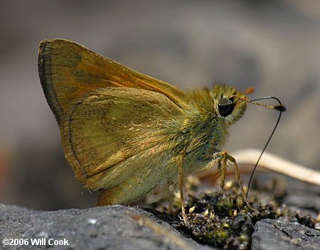 Woodland Skipper (Ochlodes sylvanoides)