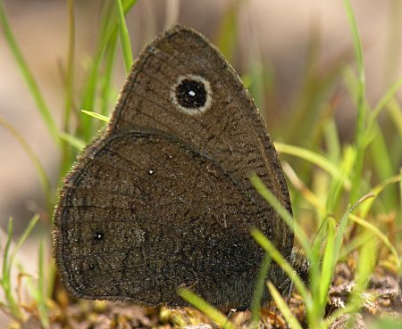 Small Wood-Nymph (Cercyonis oetus)