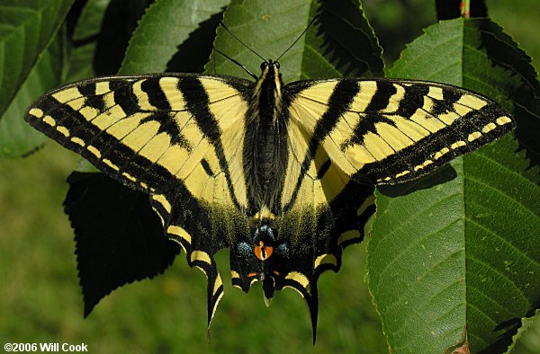 Western Tiger Swallowtail (Papilio rutulus)