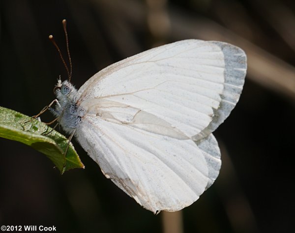 West Virginia White (Pieris virginiensis)