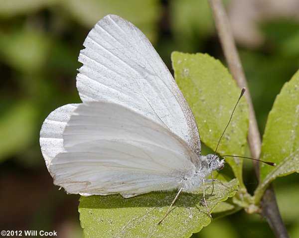 West Virginia White (Pieris virginiensis)