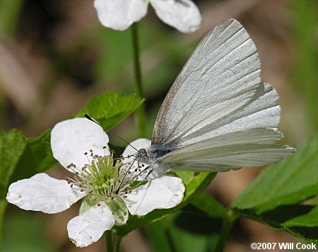 West Virginia White (Pieris virginiensis)