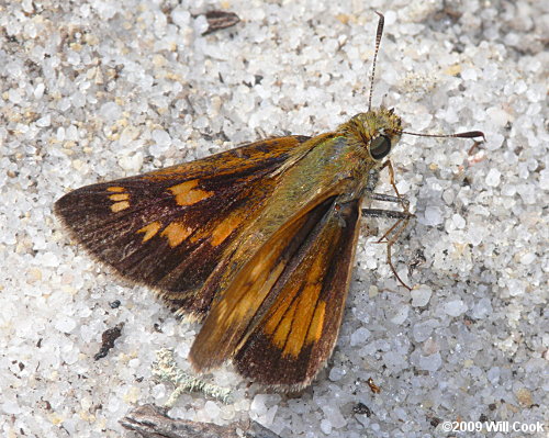 Yehl Skipper (Poanes yehl)