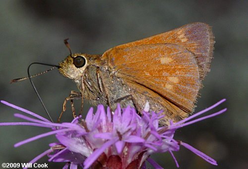 Yehl Skipper (Poanes yehl)