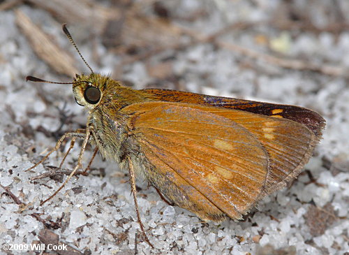 Yehl Skipper (Poanes yehl)