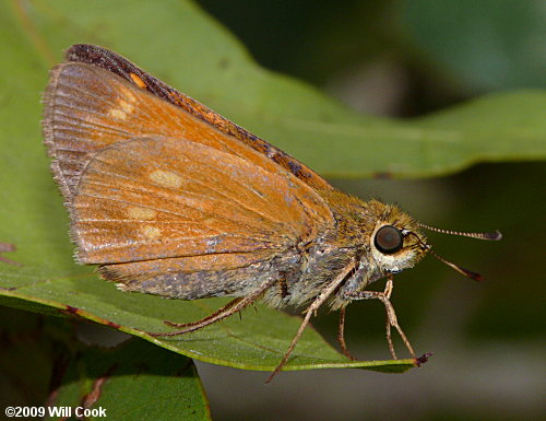 Yehl Skipper (Poanes yehl)