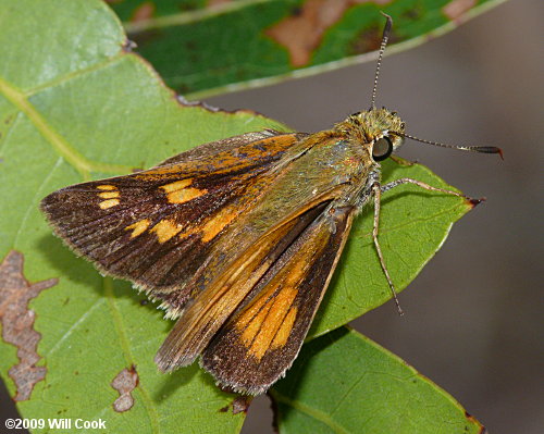 Yehl Skipper (Poanes yehl)