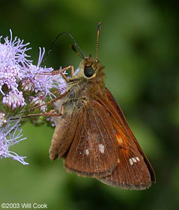 Yehl Skipper (Poanes yehl)