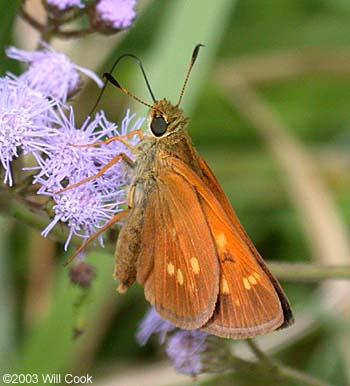 Yehl Skipper (Poanes yehl)