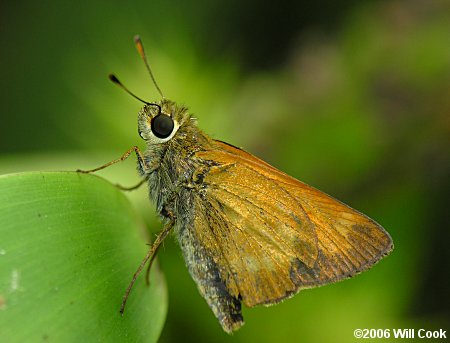 Yehl Skipper (Poanes yehl)