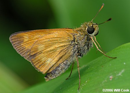 Yehl Skipper (Poanes yehl)