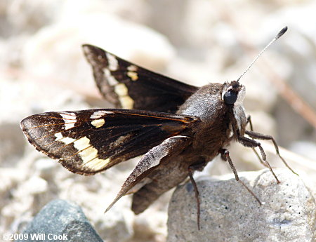 Yucca Giant-Skipper (Megathymus yuccae)