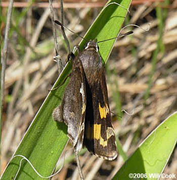 Yucca Giant-Skipper (Megathymus yuccae)