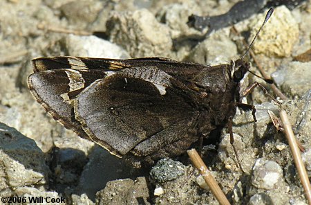 Yucca Giant-Skipper (Megathymus yuccae)