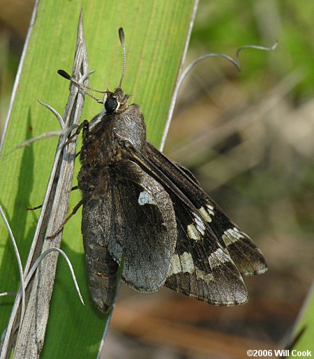 Yucca Giant-Skipper (Megathymus yuccae)