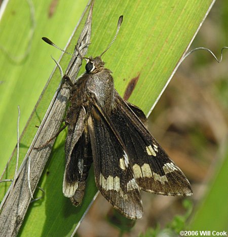 Yucca Giant-Skipper (Megathymus yuccae)