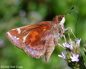 Zabulon Skipper (Poanes zabulon)