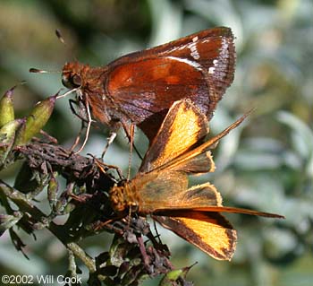 Zabulon Skipper (Poanes zabulon)