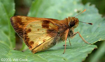 Zabulon Skipper (Poanes zabulon)