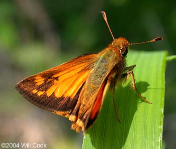 Zabulon Skipper (Poanes zabulon)