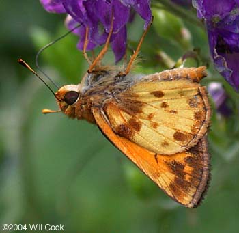 Zabulon Skipper (Poanes zabulon)