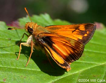 Zabulon Skipper (Poanes zabulon)