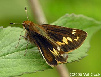 Zabulon Skipper (Poanes zabulon)