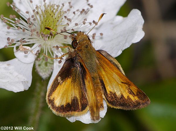 Zabulon Skipper (Poanes zabulon)