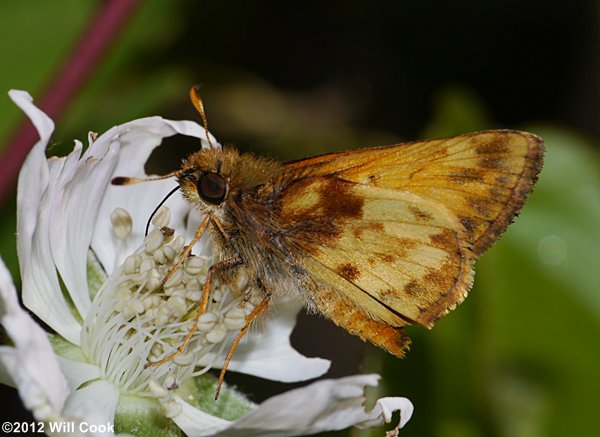 Zabulon Skipper (Poanes zabulon)