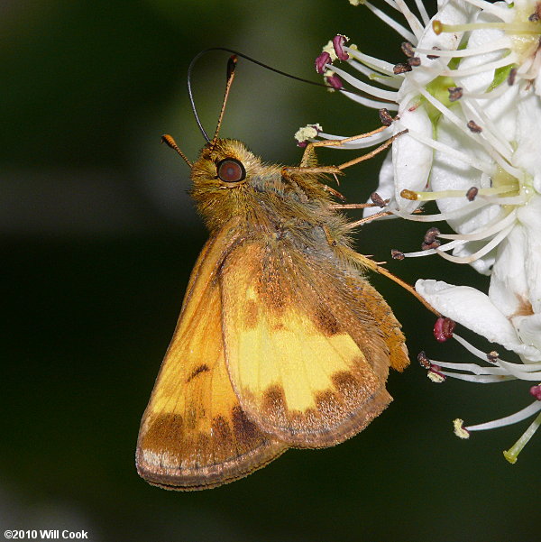 Zabulon Skipper (Poanes zabulon)