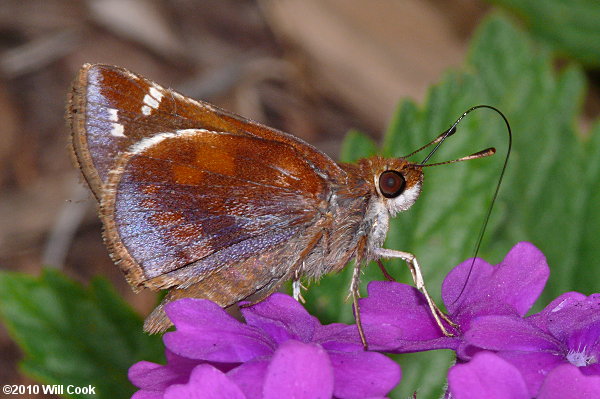 Zabulon Skipper (Poanes zabulon)