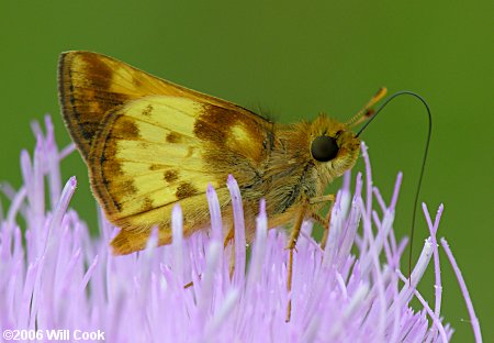 Zabulon Skipper (Poanes zabulon)