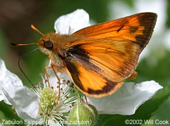 Zabulon Skipper (Poanes zabulon)