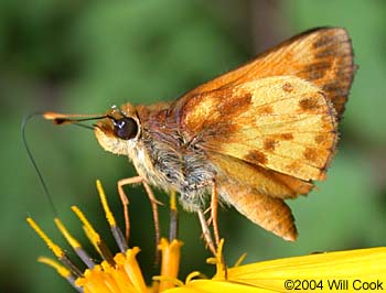 Zabulon Skipper (Poanes zabulon)