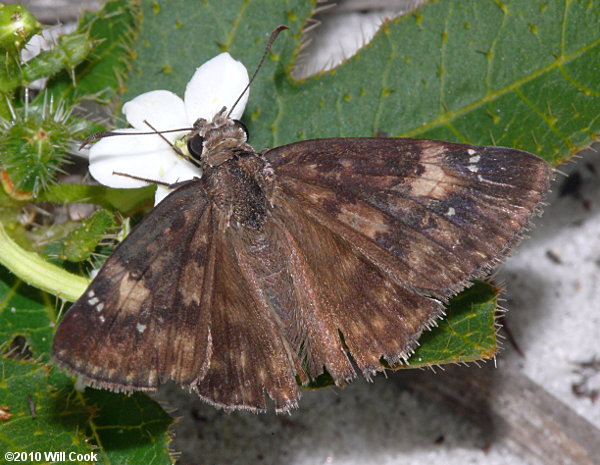 Zarucco Duskywing (Erynnis zarucco)