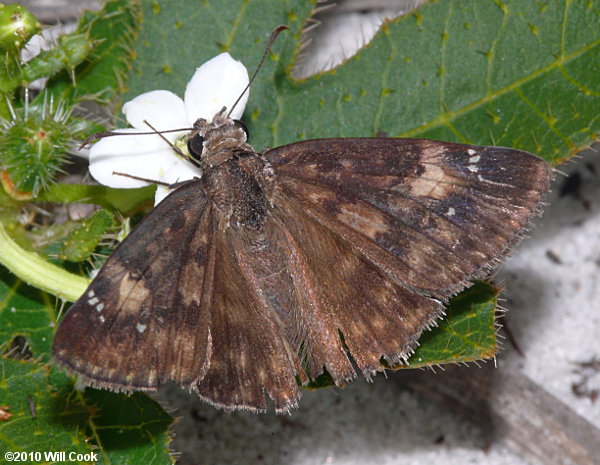 Zarucco Duskywing (Erynnis zarucco)