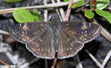 Zarucco Duskywing (Erynnis zarucco)