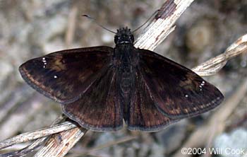 Zarucco Duskywing (Erynnis zarucco)