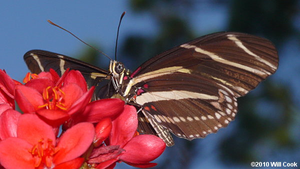 Zebra Heliconian (Heliconius charithonia)