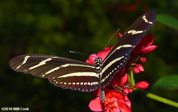 Zebra Heliconian (Heliconius charithonia)