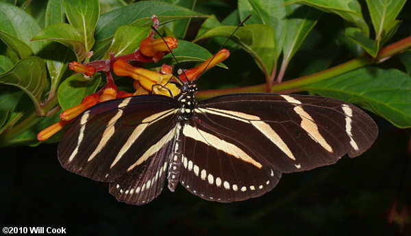 Zebra Heliconian (Heliconius charithonia)