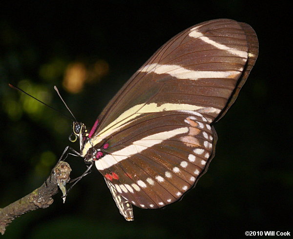 Zebra Heliconian (Heliconius charithonia)