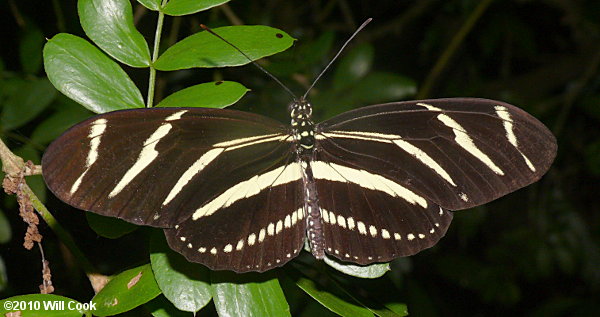 Zebra Heliconian (Heliconius charithonia)