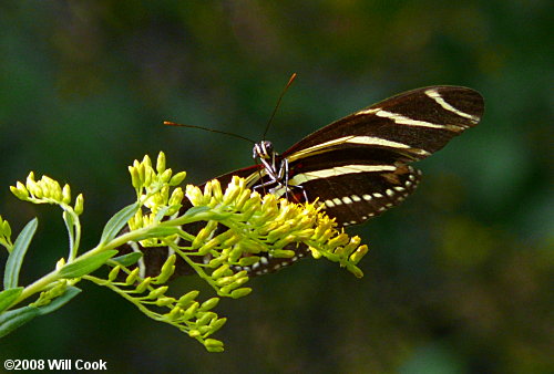 Zebra Heliconian (Heliconius charithonia)