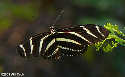 Zebra Heliconian (Heliconius charithonia)