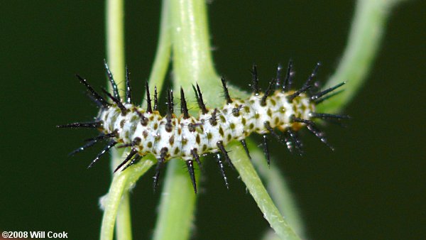 Zebra Heliconian (Heliconius charithonia)